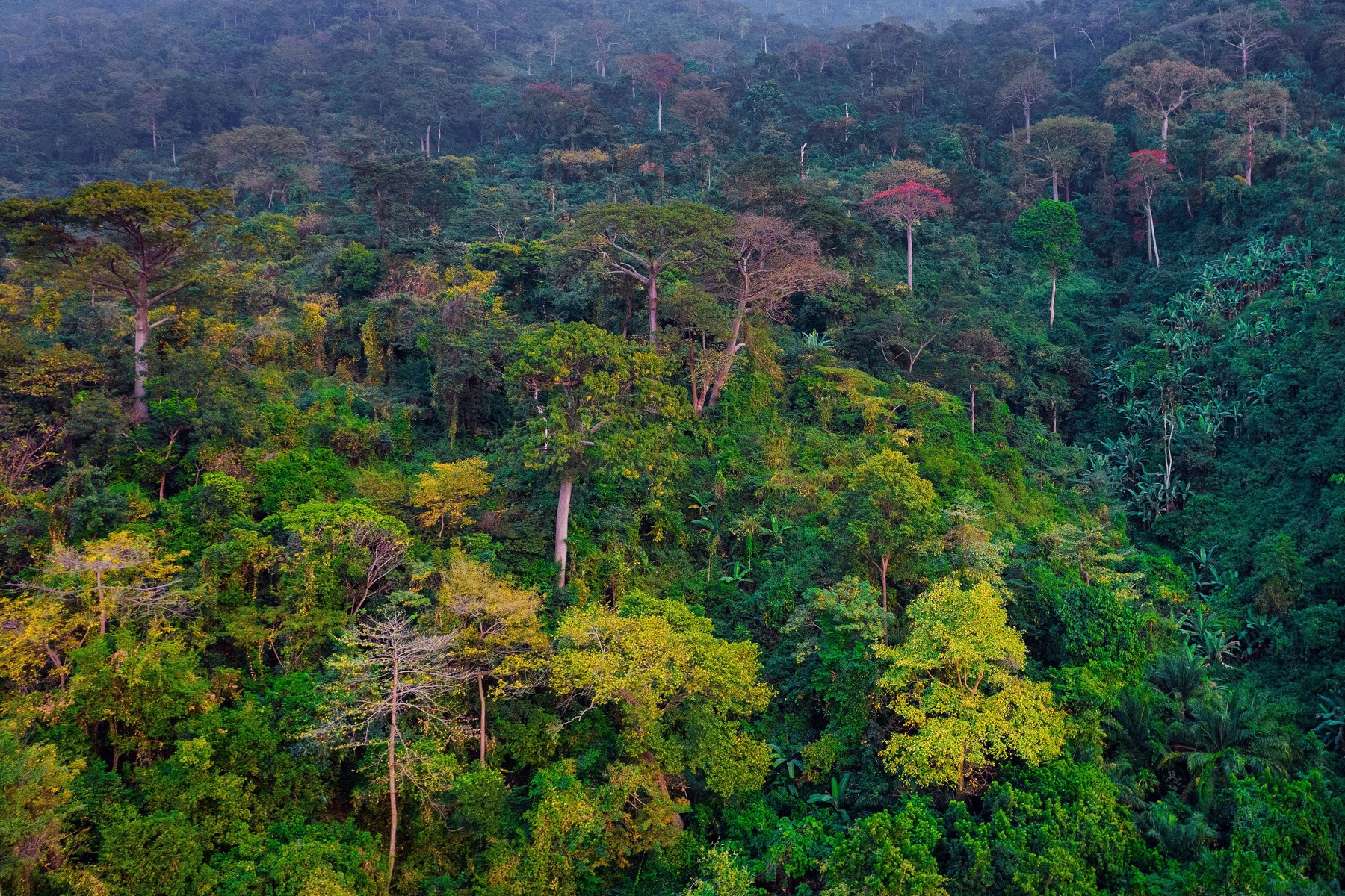 Pădurile tropicale devin mai vulnerabile la insecte și ciuperci dăunătoare din cauza încălzirii globale (studiu)