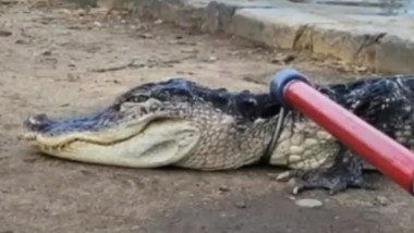 Un aligator este scos din lacul parcului Prospect din New York.