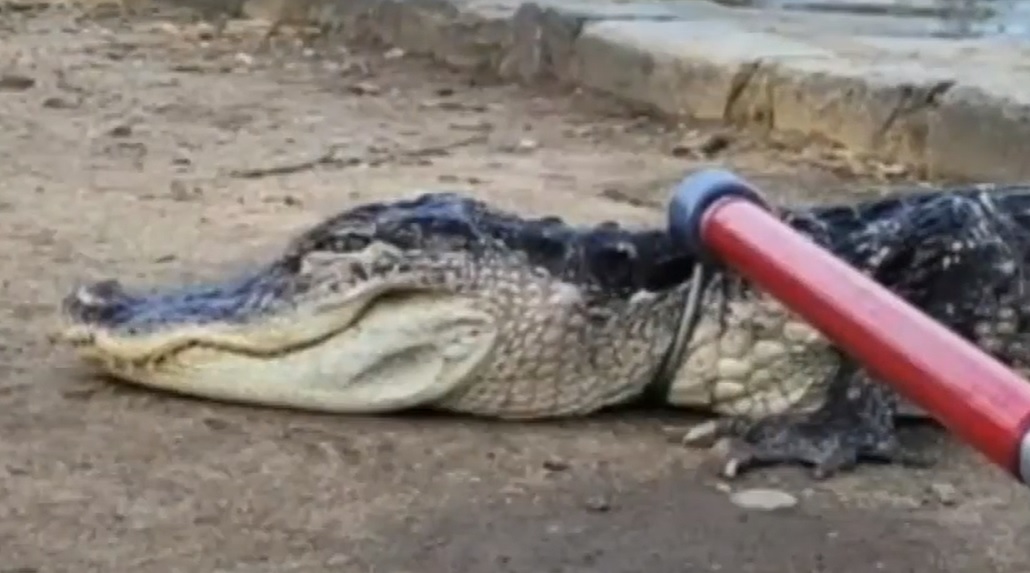 Un aligator a fost găsit în lacul unui parc din New York. Animalul era letargic din cauza temperaturilor scăzute
