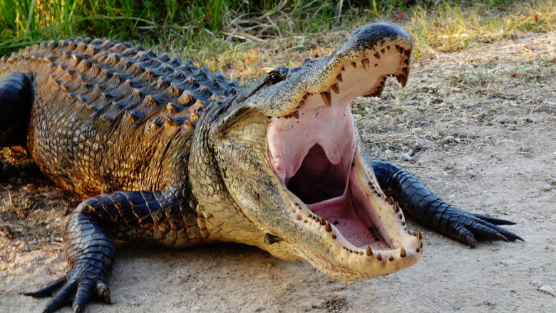 aligator cu gura deschisa