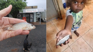 Pești căzuți din cer deasupra unui oraș din Australia
