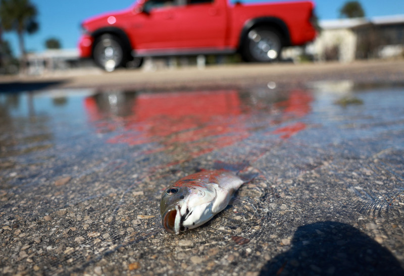 pește-pe-stradă