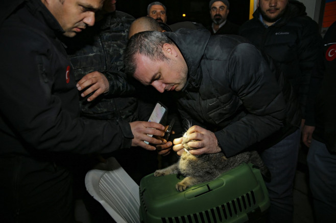 'ZENA' the cat rescued from a damaged building in quake-hit Diyarbakir