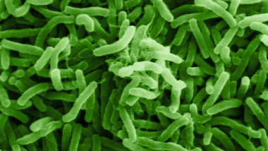 imagine cu bacteria care provoacă holeră