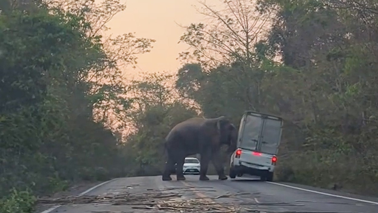 Un elefant a intrat pe o șosea din Thailanda și a răsturnat o camionetă cu colții și trompa