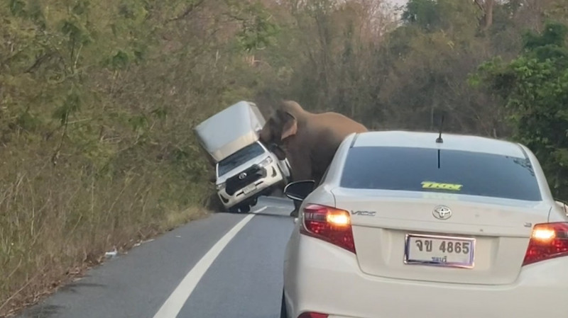 Furious wild elephant flips over pick-up truck because driver 'refused to wait for it to cross road'