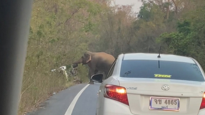 Furious wild elephant flips over pick-up truck because driver 'refused to wait for it to cross road'