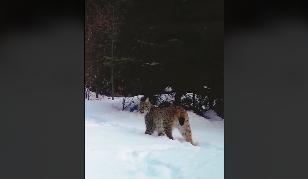 Două feline singuratice, un râs și o pisică sălbatică, surprinse de o cameră video în Parcul Natural Apuseni
