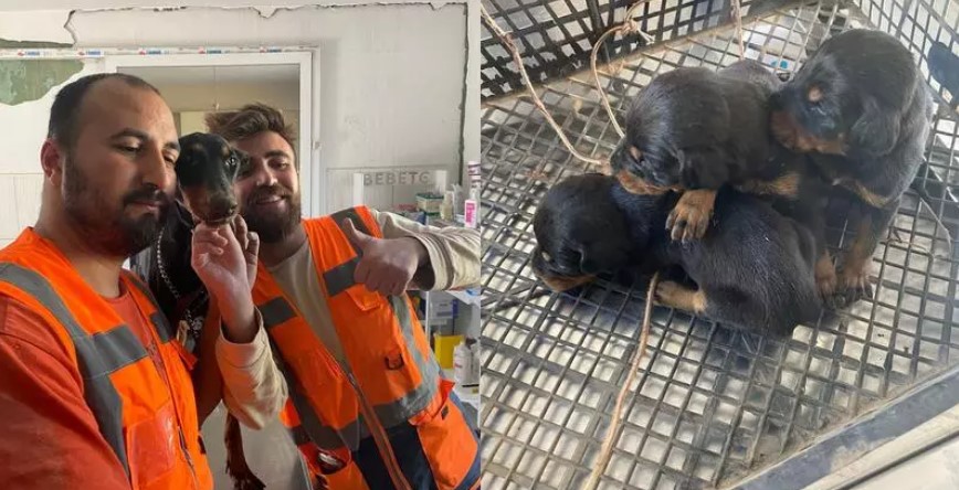 VIDEO O cățelușă a născut sub dărâmături, în Turcia. Mama și puii săi au fost salvați la o lună de la cutremur