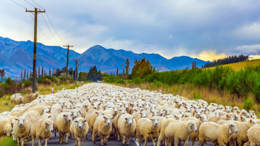 turma de oi pe un drum, intr-o zona montana