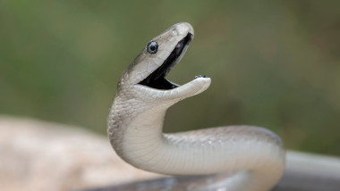 mamba negru
