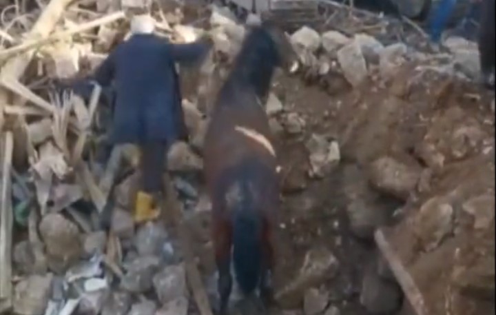 VIDEO Un cal a fost scos în viață de sub dărâmături, la 21 de zile de la cutremurul devastator din Turcia