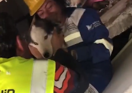 Un câine a fost scos în viaţă de sub dărâmături, la 23 de zile după cutremur, în orașul turcesc Antakya
