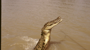 Un crocodil ieşit pe jumătate din apă în râul Adelaide din Australia în anul 2000.