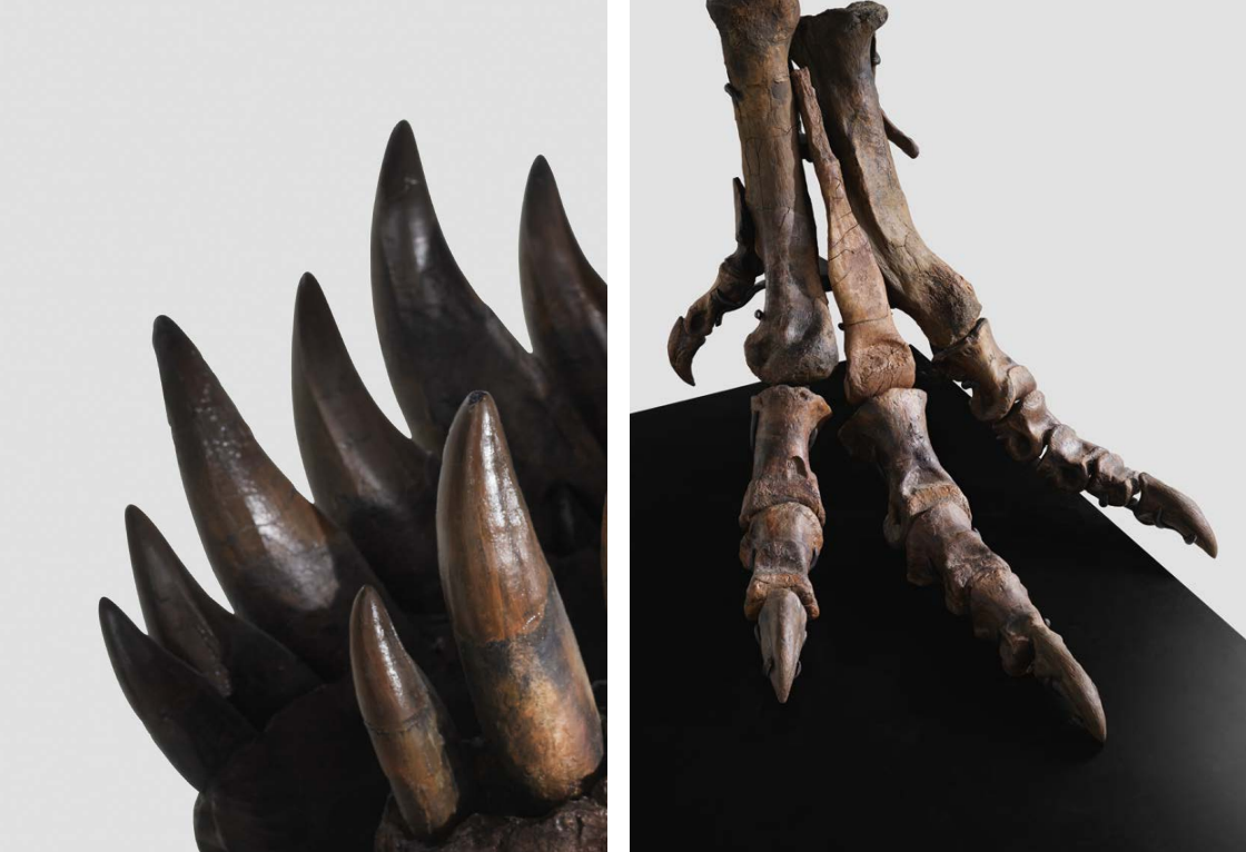 Pentru a treia oară în istorie, un schelet complet de Tyrannosaurus Rex va fi scos la licitație