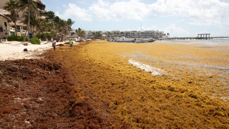 Alge pe o plajă din Mexic