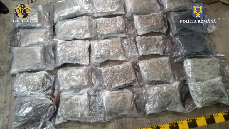 Polițiștii au găsit 30 de kilograme de canabis în locuințele suspecților.
