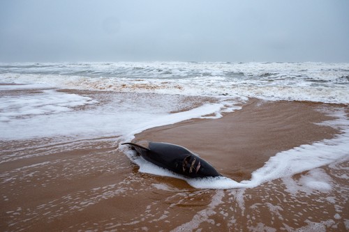 Peste 900 de delfini au eșuat pe plajele Franței de la Oceanul Atlantic în ultimele trei luni