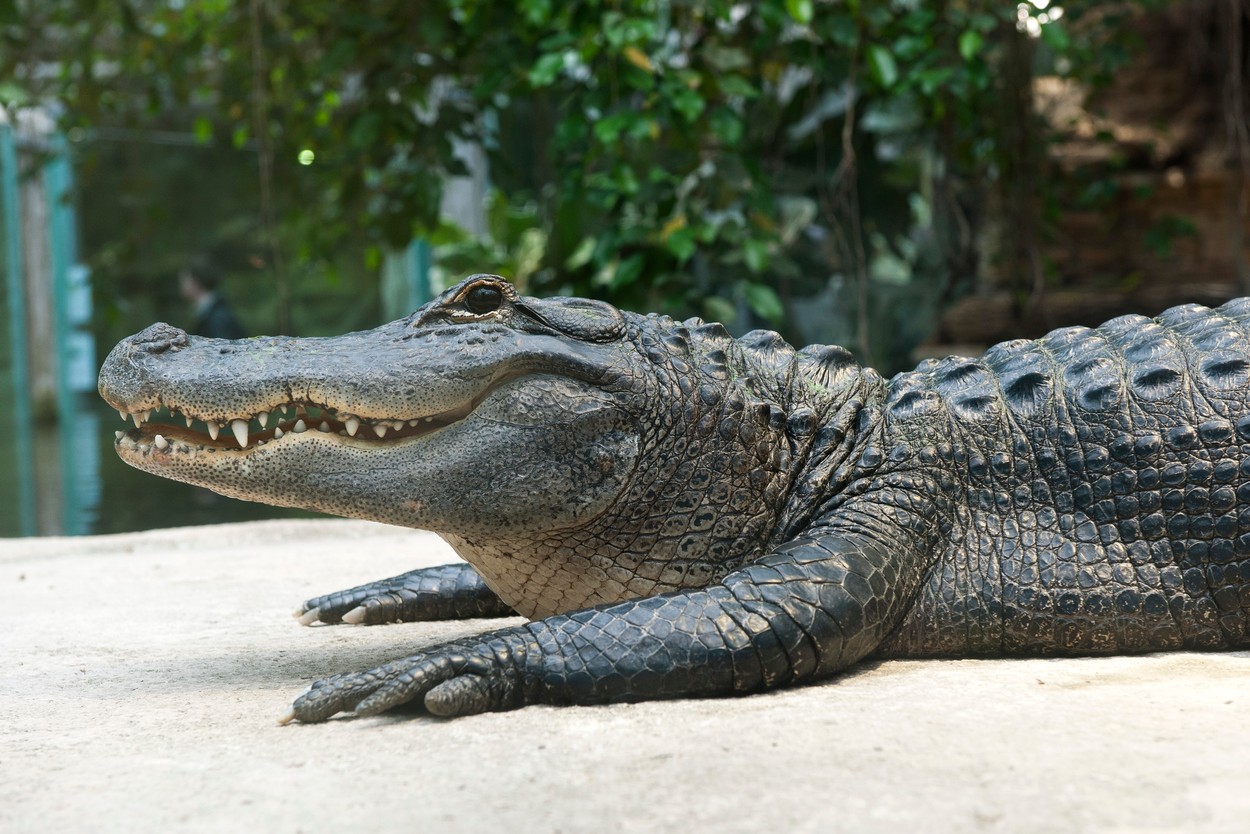 Un bărbat din Florida a auzit un zgomot la ușă. Când a deschis-o, a fost mușcat de un aligator lung de 3 metri