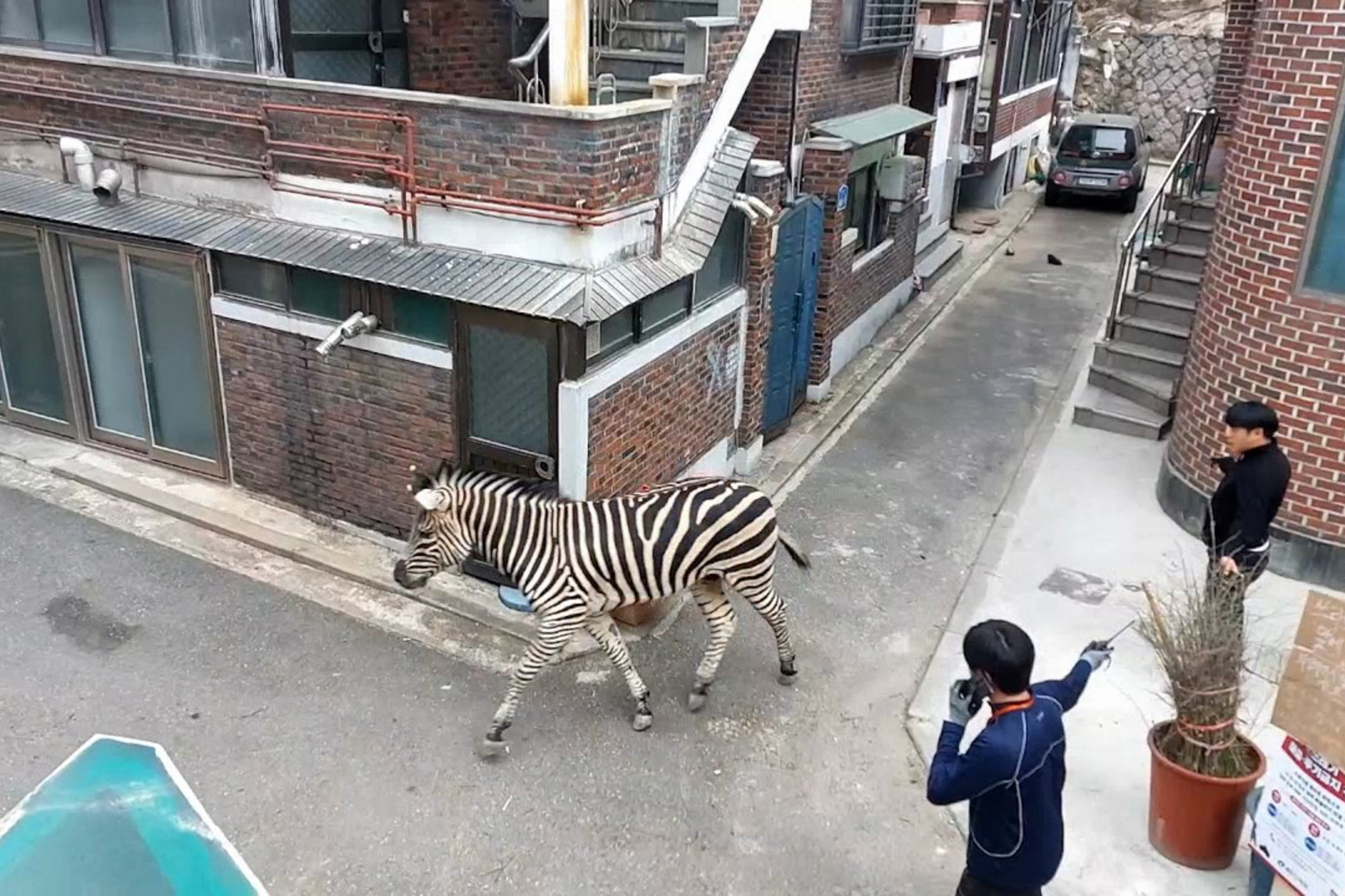 O zebră a evadat de la grădina zoologică și s-a plimbat mai multe ore prin centrul orașului Seul