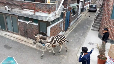 Zebră se plimbă printre clădiri în Seul