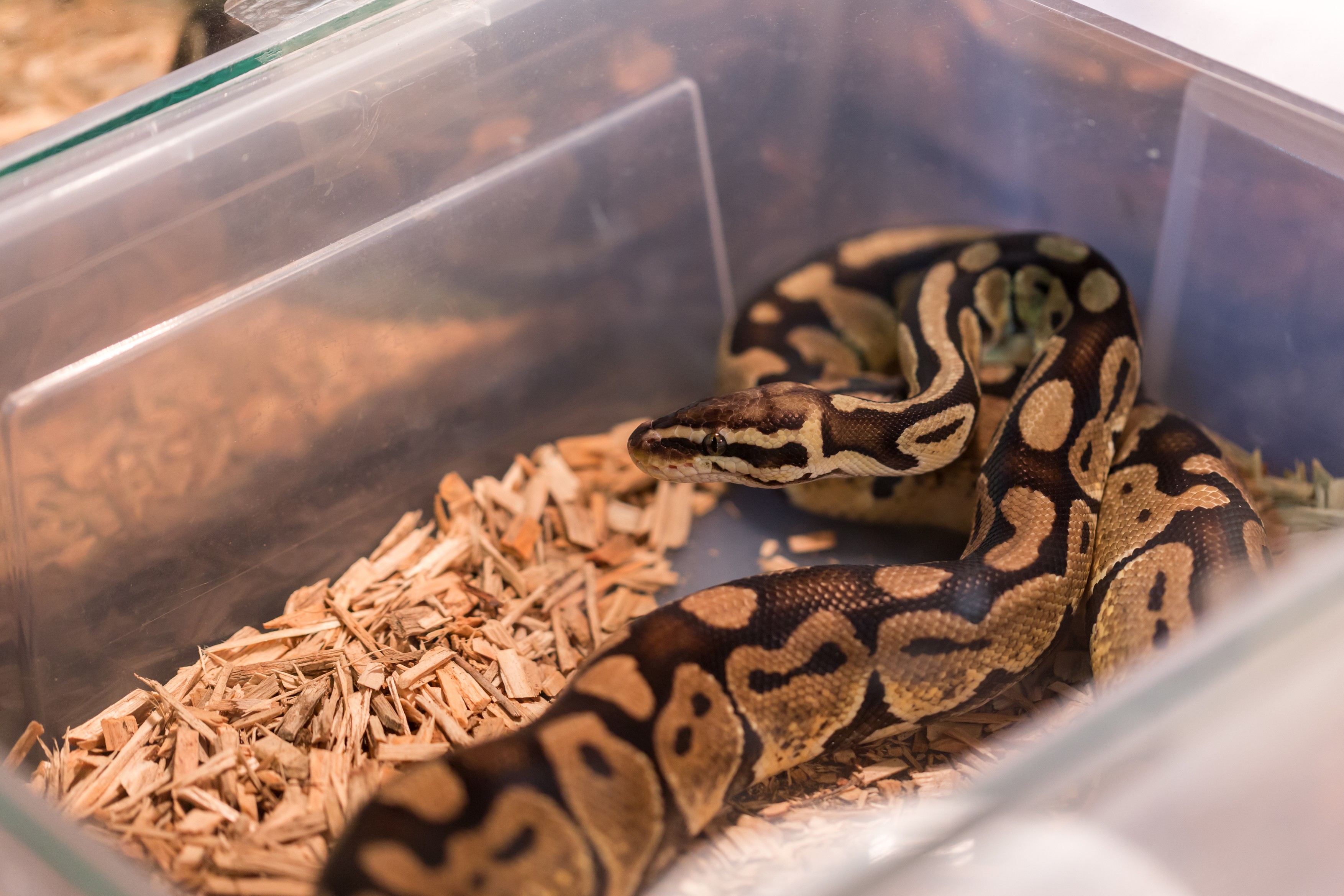 Cadavrul unui bărbat, un crocodil și peste 200 de șerpi au fost descoperiți într-o casă din SUA. „N-am mai văzut așa ceva”