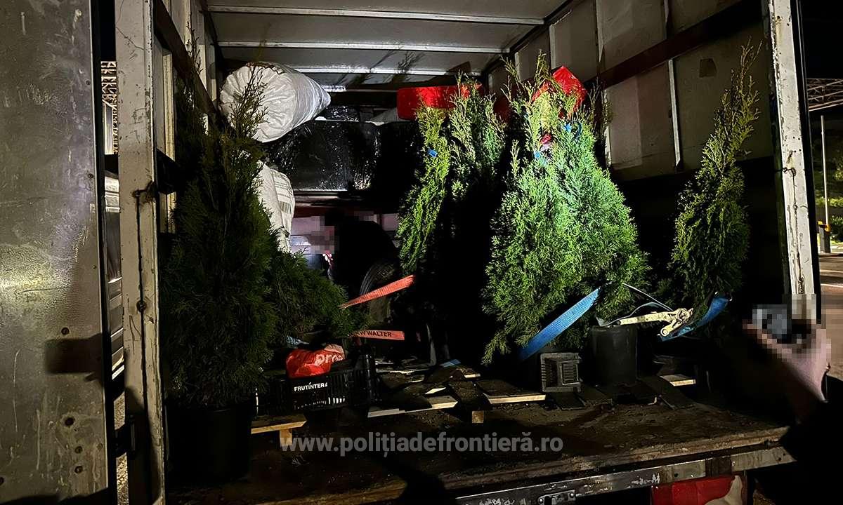 Ascunși printre ghivece cu tuia. Zeci de migranți au fost prinși când încercau să iasă ilegal din România