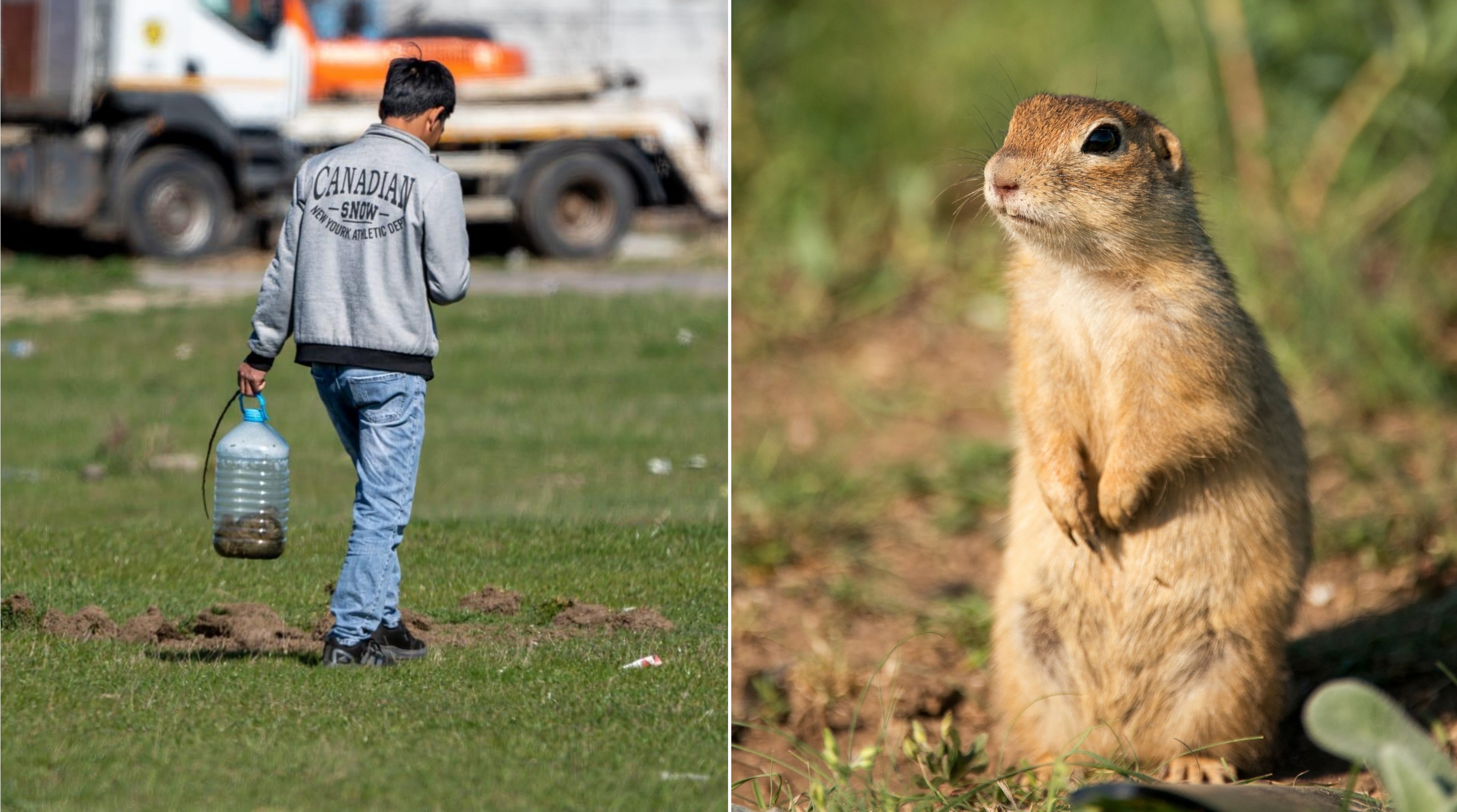 Vietnamezi surprinși în timp ce vânează popândăi pe un câmp din Timișoara. Poliția Animalelor anchetează cazul