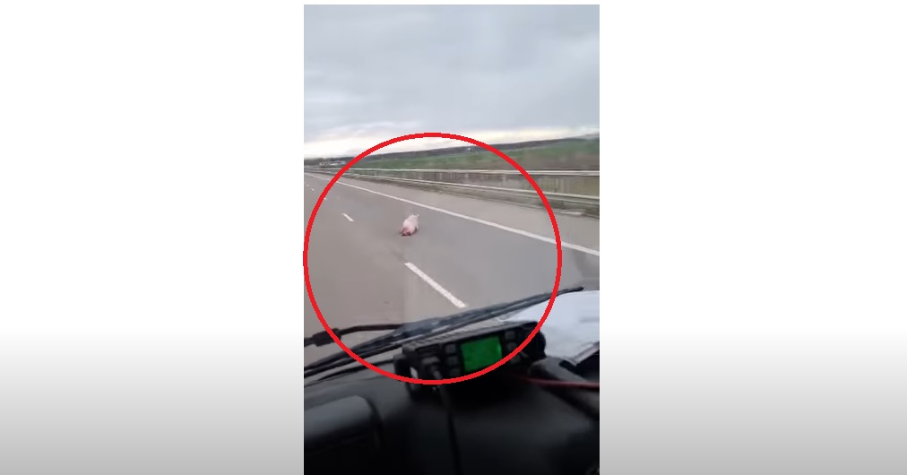 Porci filmați pe autostrada A3 București-Ploiești. Șoferii, nevoiți să facă slalom