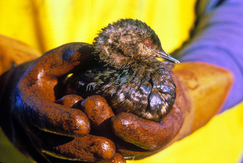 What we're still learning from the Exxon Valdez environmental debacle 3 decades later