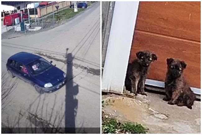 Câini abandonați pe stradă. Proprietara, identificată cu ajutorul camerelor de supraveghere și amendată de polițiști