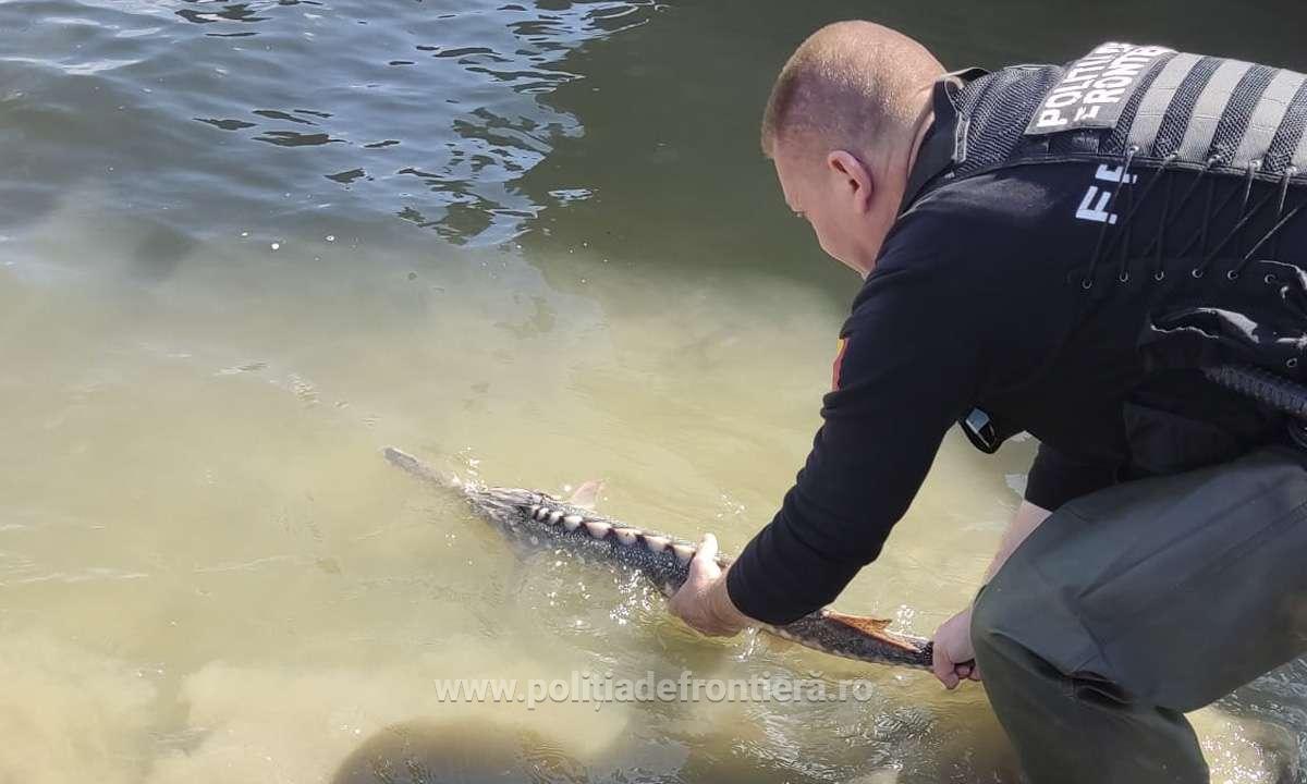 Sturion viu găsit de polițiștii de frontieră în portbagajul unui bărbat oprit pentru un control de rutină