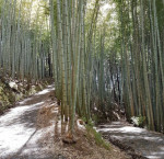 japonia-pădure-bambus4