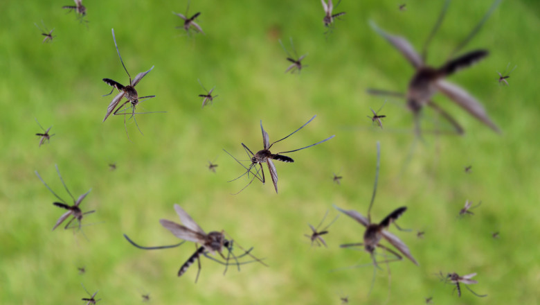 Ţânţarul comun este acum rezistent la insecticide. Cercetătorii avertizează că putem fi mai vulnerabili la virusul West Nile (studiu)