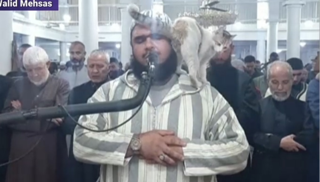 VIDEO O pisică s-a urcat pe un imam care a continuat să recite rugăciunea în moschee