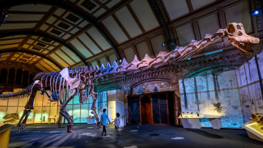 Schelet de titanozaur la Muzeul de Istorie Naturală de la Londra