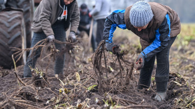 Ragow, Germany. 10th Nov, 2020. Romanian harvest workers sort freshly dug horseradish roots on a field of the Spreewald vegetable farm from Klein Radden. The hot roots are the last vegetable harvested in the Spreewald this year. The spice is very popular