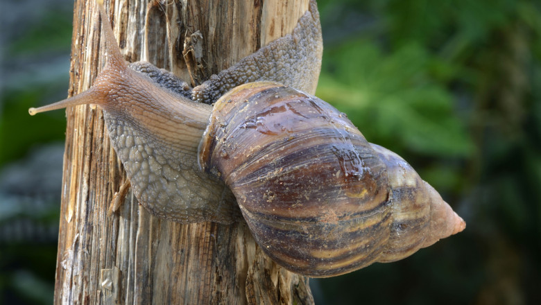 Un melc din specia Achatina fulica (melcul uriaș african) pe un copac.