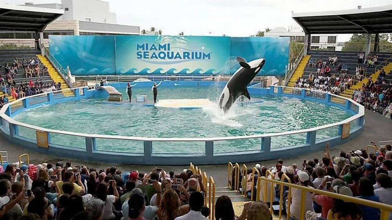 Orca Lolita va fi eliberată în ocean după 50 de ani de captivitate