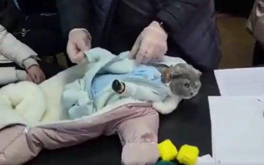 O femeie și-a deghizat pisica în bebeluș și a ascuns printre haine droguri. Cum a fost dată de gol