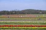 People visit tulip farms in New Jersey