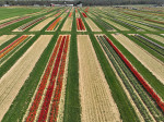 People visit tulip farms in New Jersey