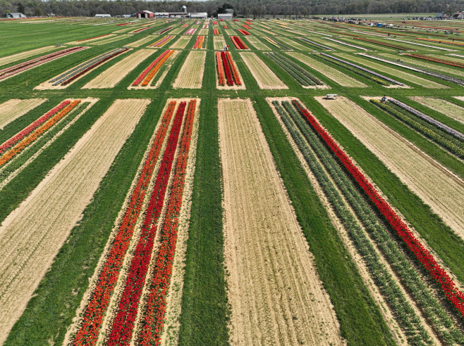 People visit tulip farms in New Jersey