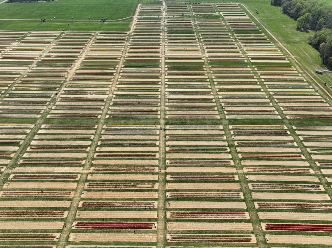 People visit tulip farms in New Jersey