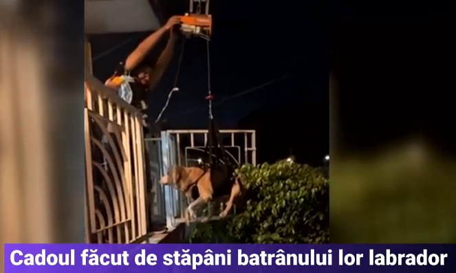 Un labrador bătrân intră în casă cu propriul „lift”. Metoda găsită de stăpânii lui îl scutește de urcatul scărilor
