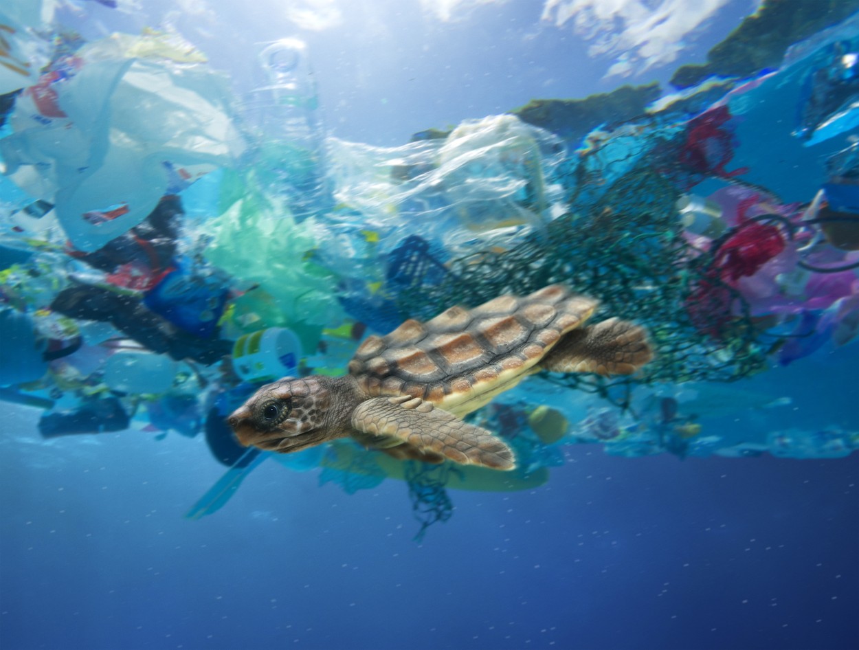 Marele petic de gunoi din Pacific găzduiește acum sute de specii întâlnite, de obicei, în zonele de coastă