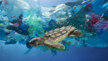 O broasca țestoasă înoată printre deșeuri de plastic.