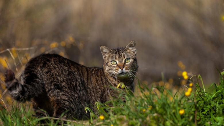 O pisică sălbatică fotografiată în natură.