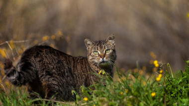 O pisică sălbatică fotografiată în natură.