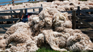 A heap of sheep wool in Romania after shearing